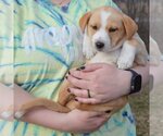 Small Photo #4 Australian Shepherd-German Shepherd Dog Mix Puppy For Sale in Huntley, IL, USA