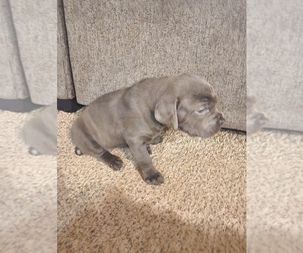 Medium Photo #20 Cane Corso Puppy For Sale in ATASCOCITA, TX, USA