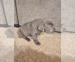 Small Photo #20 Cane Corso Puppy For Sale in ATASCOCITA, TX, USA