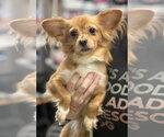 Small #1 Papillon Mix