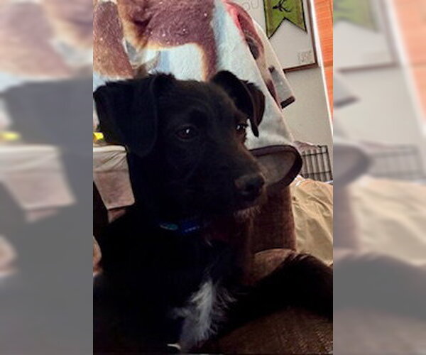 Medium Photo #6 Chi-Poo (Miniature) Puppy For Sale in Mesa, AZ, USA