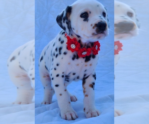 Medium Photo #6 Dalmatian Puppy For Sale in CAPE MAY COURT HOUSE, NJ, USA