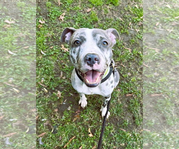 Medium Photo #1 Mutt Puppy For Sale in Rockville, MD, USA