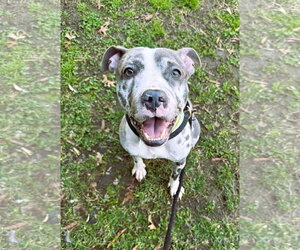 Mutt Dogs for adoption in Rockville, MD, USA