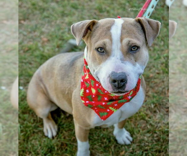 Medium Photo #5 Beagle-Unknown Mix Puppy For Sale in GILBERTS, IL, USA