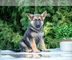 German Shepherd Dog Litter for sale in BREMEN, IN, USA