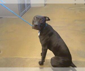 Medium American Pit Bull Terrier Mix