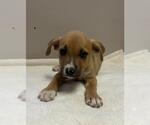 Small American Pit Bull Terrier
