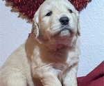 Small #7 Golden Retriever
