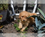 Puppy Lanco Poodle (Miniature)