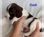 Small Photo #4 English Springer Spaniel Puppy For Sale in DILLSBURG, PA, USA