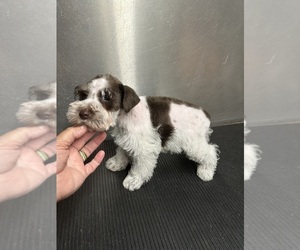 Schnauzer (Miniature) Puppy for sale in GAY, GA, USA