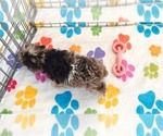 Small #3 Cockapoo (Toy)-Poodle (Toy) Mix