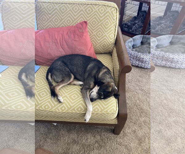 Medium Photo #5 Beagle-Chihuahua Mix Puppy For Sale in  Ramona, CA, USA