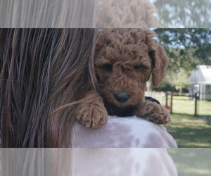 Goldendoodle (Miniature) Puppy for Sale in SARASOTA, Florida USA