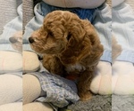 Small Photo #7 Goldendoodle (Miniature) Puppy For Sale in LITTLE ROCK, AR, USA
