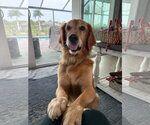 Simba 1541 - Male Golden Retriever Dog for Adoption - Small photo