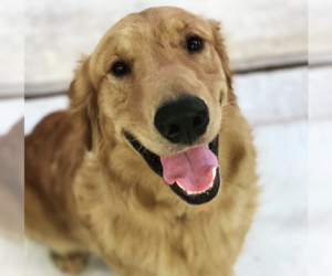 Father of the Goldendoodle puppies born on 10/09/2024