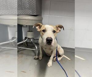 American Staffordshire Terrier-Unknown Mix Dogs for adoption in Tallahassee, FL, USA