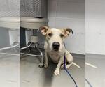 Small American Staffordshire Terrier Mix