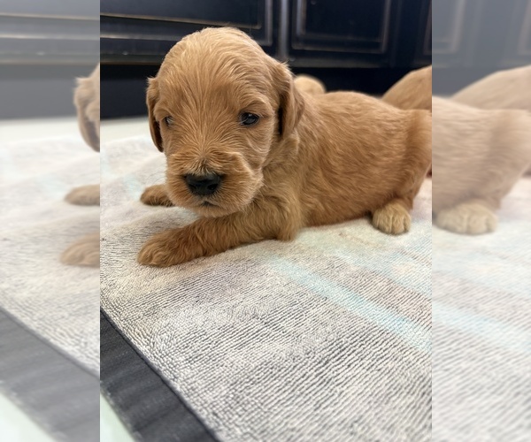 Medium Photo #3 Goldendoodle Puppy For Sale in GILBERT, AZ, USA