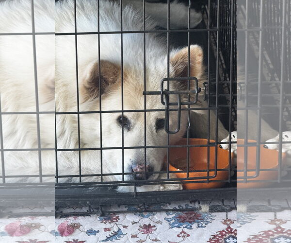 Medium Photo #2 Siberian Husky-Unknown Mix Puppy For Sale in Chandler, AZ, USA