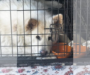 ROCKY #19 - Male Siberian Husky-Unknown Mix Dog for Adoption - Photo #2