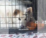 Small #1 Siberian Husky Mix