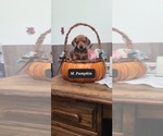 Puppy Pumpkin Dachshund