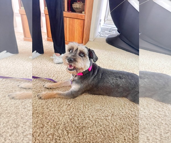 Medium Photo #2 Mutt Puppy For Sale in Menifee, CA, USA