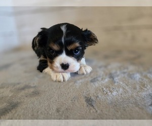 Cavalier King Charles Spaniel Puppy for sale in CARLYLE, IL, USA