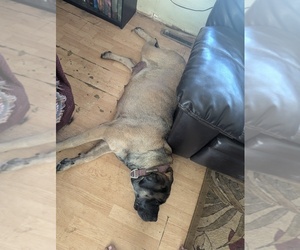 Mother of the Mastiff puppies born on 08/19/2025