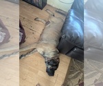Small Photo #1 Mastiff Puppy For Sale in BRODHEAD, WI, USA