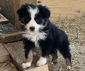 Australian Shepherd Puppy for sale in RANDOLPH, NY, USA