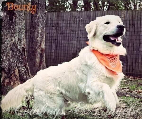 Medium Photo #1 English Cream Golden Retriever Puppy For Sale in BROWNSTOWN, MI, USA