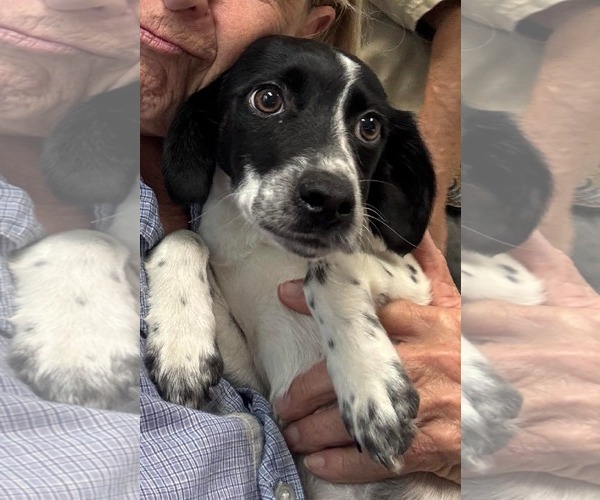 Medium Photo #3 Mutt Puppy For Sale in Rustburg, VA, USA