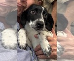 Small #2 Mutt