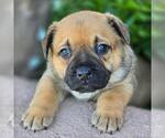 Small #1 French Bulldog Mix