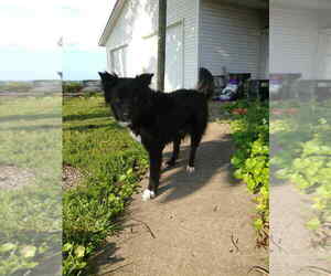 Border Collie Dogs for adoption in Osgood, IN, USA