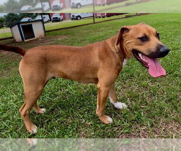 Medium Photo #1 Black Mouth Cur-Unknown Mix Puppy For Sale in Grovetown, GA, USA