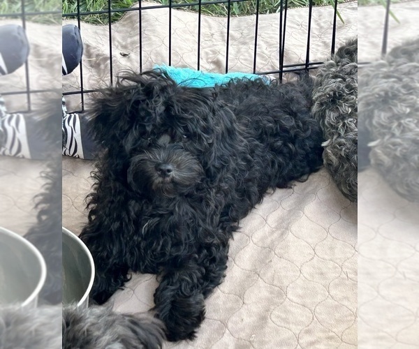 Medium Photo #7 ShihPoo Puppy For Sale in GLOUCESTER, VA, USA