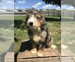 Small Photo #3 Bernedoodle (Miniature) Puppy For Sale in GOSHEN, IN, USA