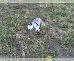 Small #8 Miniature Australian Shepherd