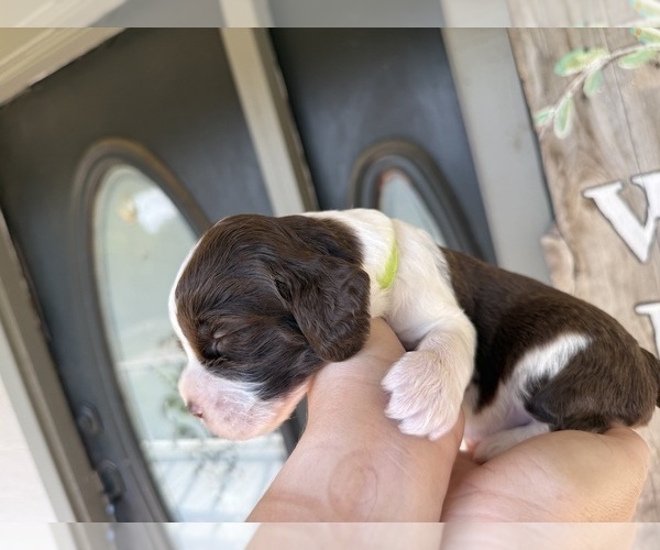 Medium Photo #3 English Springer Spaniel Puppy For Sale in SHERMAN, TX, USA