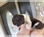 Small #2 English Springer Spaniel