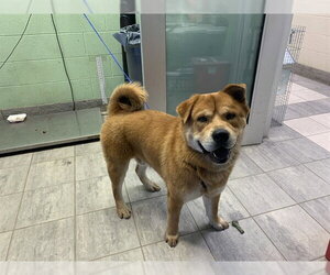 Chow Chow-Unknown Mix Dogs for adoption in Grand Prairie, TX, USA