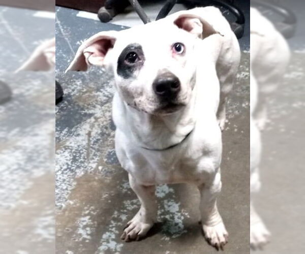 Medium Photo #11 Miniature English Bulldach Puppy For Sale in Minneapolis, MN, USA