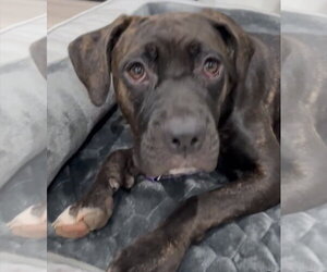 Mutt Dogs for adoption in Goodyear, AZ, USA