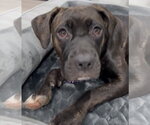 Starla - Female Mutt Dog for Adoption - Small photo