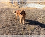 Small Photo #1 Golden Retriever Puppy For Sale in FORT COLLINS, CO, USA